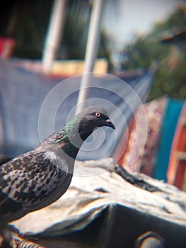 Pigeon