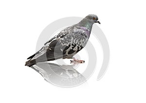 Pigeon