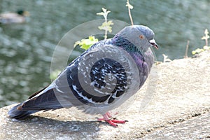 A pigeon