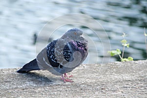 A pigeon