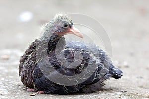 Pigeon photo