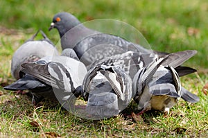 Pigeon