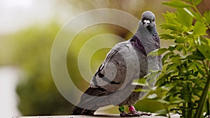 Pigeon