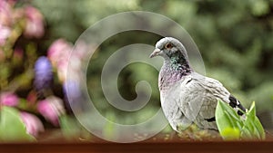 Pigeon