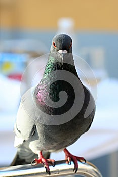 Pigeon