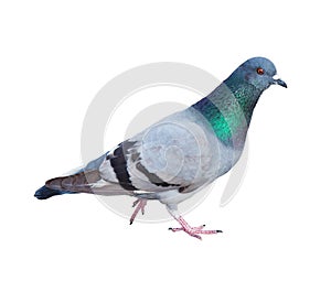 Pigeon