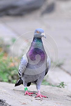 Pigeon