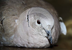 Pigeon