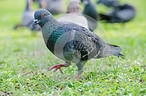 Pigeon