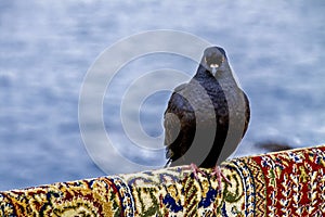 Pigeon