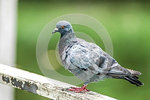 Pigeon