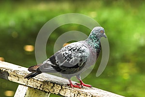 Pigeon