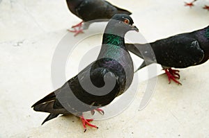 Pigeon