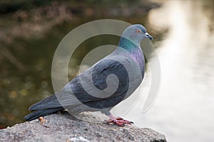 Pigeon