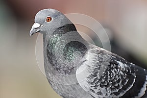 Pigeon