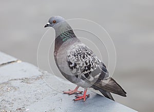 Pigeon