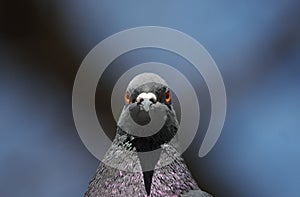 Pigeon