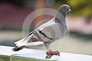 Pigeon photo