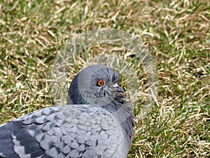 Pigeon