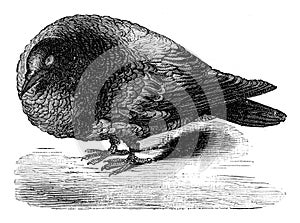 Pigeon after ablation of the cerebral lobes, vintage engraving