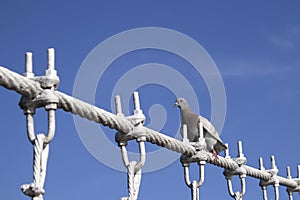 The Pigeon alighted on wire rope bridge