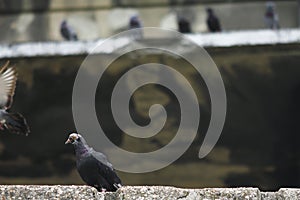 Pigeon alone on the wall