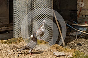 Pigeon in the ancient souk of the medina in Fes in Morocco.