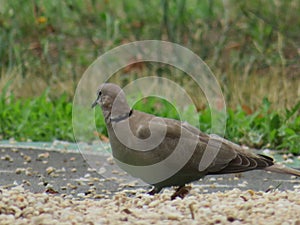 Pigeon animal bird feathers flight food hunting delicacy photo