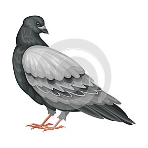 Pigeon as Warm-blooded Vertebrates or Aves Vector Illustration photo