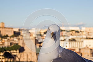 Pigeon at the Aventin