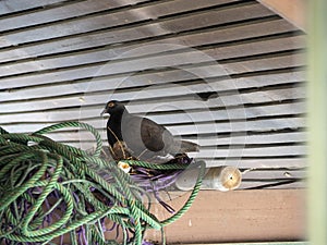 Pigeon and baby in nest under roof on group on nylon robe and purple net