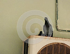 Pigeon on the balcony, window edge