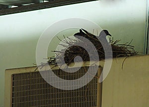 Pigeon on the balcony, window edge