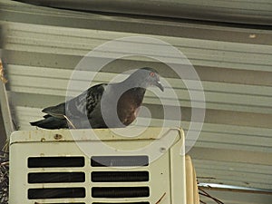 Pigeon on the balcony, window edge