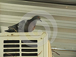 Pigeon on the balcony, window edge