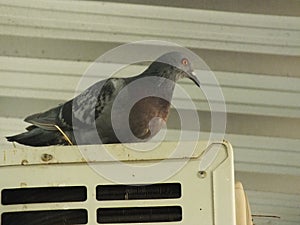 Pigeon on the balcony, window edge