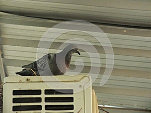 Pigeon on the balcony, window edge