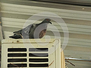 Pigeon on the balcony, window edge