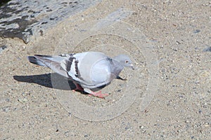 Pigeon on the bank of a lake