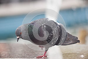 A pigeon bathes in a fountain on a hot day