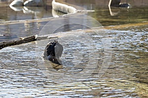 Pigeon bathing in the city fountain. Slovakia