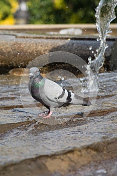Pigeon is bathing in fountain on Plaza de Espana, Madrid, Spain photo