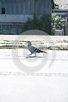 Pigeon on the beach.