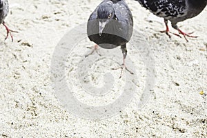 Pigeon on beach