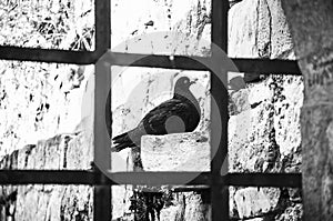 A pigeon behind the bars- unfreedom