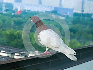 Pigeon in Beijing city background