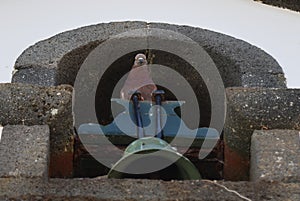 Pigeon on the bell of the Ermida do Corpo Santo, Graciosa island, Azores