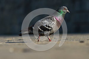 Pigeon