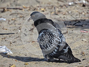 Pigeon, bird on the beach, in the sand