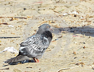 Pigeon, bird on the beach, in the sand
